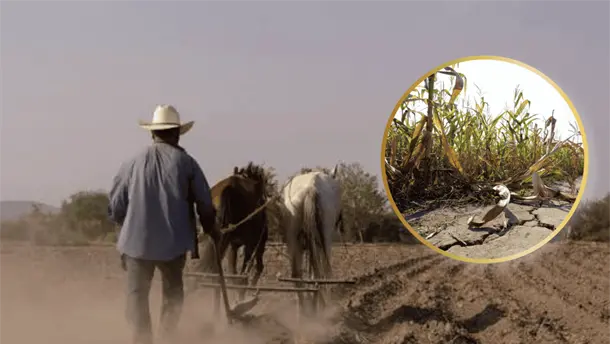 Nota Relacionada de Agro