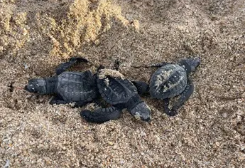 ¿Cómo va la temporada de tortugas marinas en Mazatlán? Esto dice Operadora de Playas