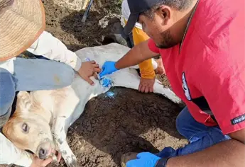 ¡Confirman el primer caso de gusano barrenador en Sinaloa!