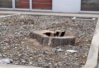 Tala de Álamos en Los Mochis: que tan legal es y de cuánto es la multa por cortar uno sin permiso