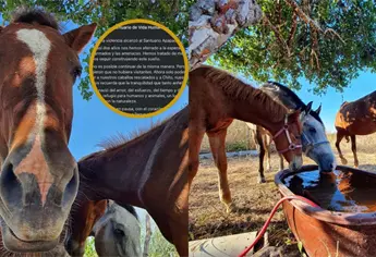 Cierra refugio de animales en Mazatlán por la inseguridad; vigilan con drones que no haya visitantes