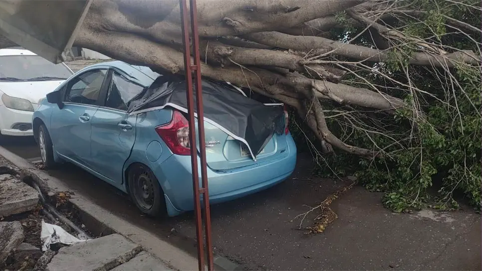 Fuertes lluvias y vientos en Culiacán provocaron la caída de 16 árboles