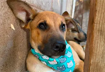 De mirar familias desde la arena a buscar la suya: rescatan al cachorro de El Maviri