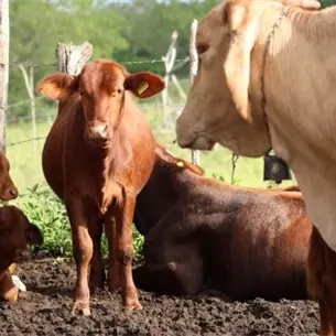 &iexcl;As&iacute; combatir&aacute; Sinaloa el gusano barrenador! Preparan liberaci&oacute;n de moscas est&eacute;riles para frenar la plaga