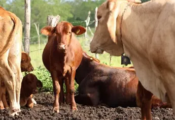 ¡Así combatirá Sinaloa el gusano barrenador! Preparan liberación de moscas estériles para frenar la plaga
