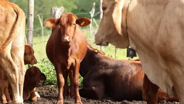 Nota Relacionada de Agro