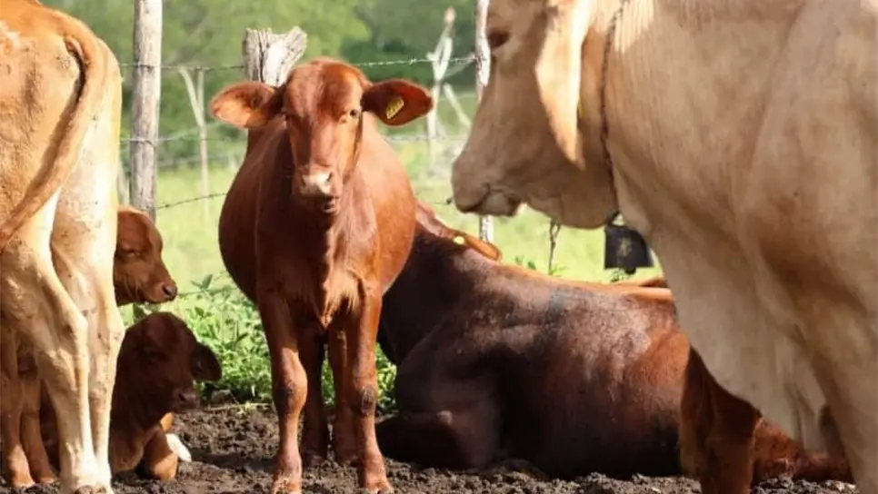 ¡Así combatirá Sinaloa el gusano barrenador! Preparan liberación de moscas estériles para frenar la plaga