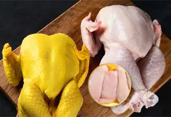 Pollo blanco o amarillo: ¿Cuál es la diferencia en el color de su piel?