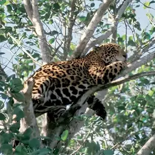 Un jaguar en plena ciudad: Vecinos reportan avistamiento en felino en los &aacute;rboles en M&eacute;xico   