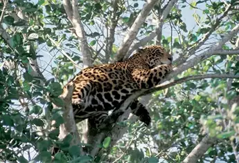 Un jaguar en plena ciudad: Vecinos reportan avistamiento en felino en los árboles en México   