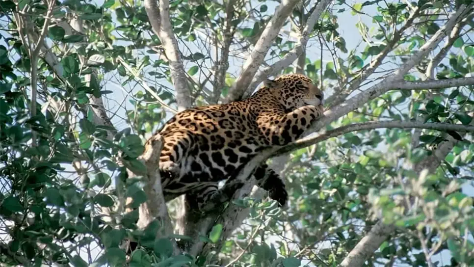 FOTO: Un jaguar en plena ciudad: Vecinos reportan avistamiento en felino en los árboles en México