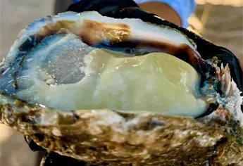 Top 3 de lugares para comer los mejores ostiones en la bah&iacute;a de Topolobampo