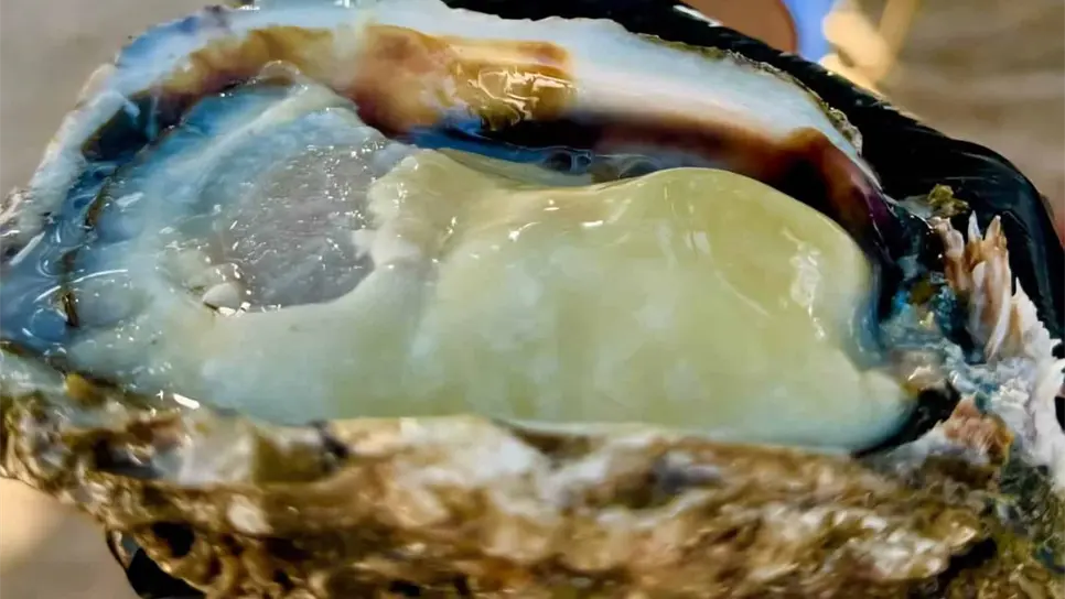 Top 3 de lugares para comer los mejores ostiones en la bahía de Topolobampo