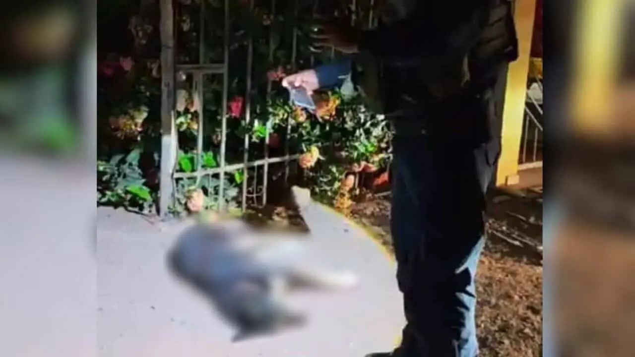Ya hay denuncia por el ataque a balazos contra perros en El Carrizo; Fiscalía va por judicializar el caso Ya hay denuncia por el ataque a balazos contra perros en El Carrizo; Fiscalía va por judicializar el caso
