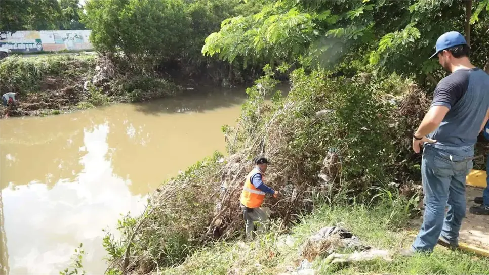 Gobierno de Mazatlán realizará poda de manglar en el Arroyo Jabalines para prevenir inundaciones