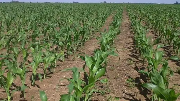 Nota Relacionada de Agro