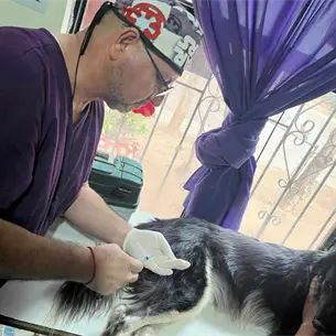 &iexcl;No fueron dos, fueron tres! Perritos heridos en ataque de El Carrizo, Ahome, luchan por sobrevivir