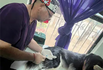 ¡No fueron dos, fueron tres! Perritos heridos en ataque de El Carrizo, Ahome, luchan por sobrevivir
